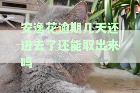 安逸花逾期后的使用状况与可能面临的后果解析