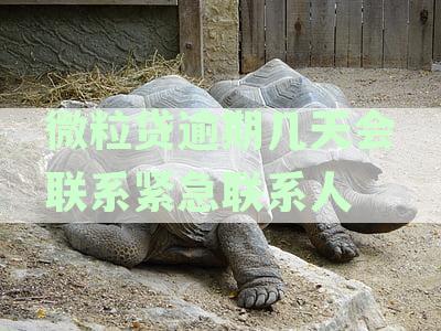 微粒贷逾期多少天，才会电话通知家属并催收还款？