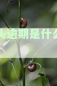 深度解析：多头借款风险及其潜在后果与防措