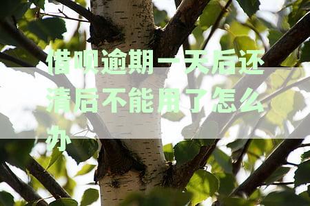 借呗逾期一天后还清后不能用了怎么办呀，还款后为何不能再次借款？