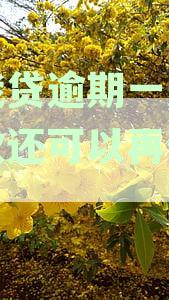 你我贷逾期两天还款后还能再借款吗，逾期后安全性及一次性还款要求解析