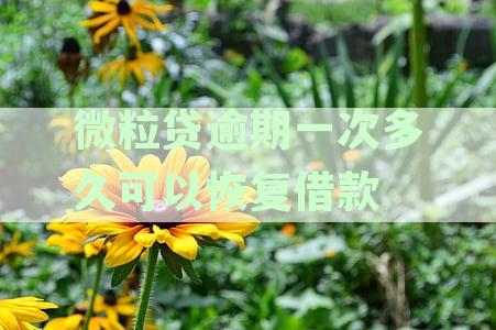 微粒贷逾期一次多久可以恢复借款信息，逾期后多久可重新借款及恢复额度？