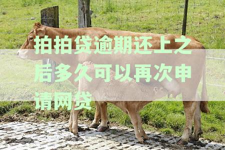 拍拍贷逾期还上之后多久可以再次申请网贷了-拍拍贷逾期还上之后多久可以再次申请网贷了呢