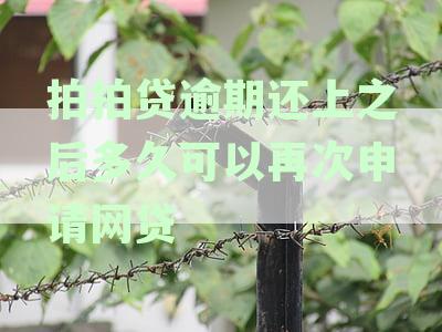拍拍借款逾期几天还清后，还能否在几天内再次贷款成功？