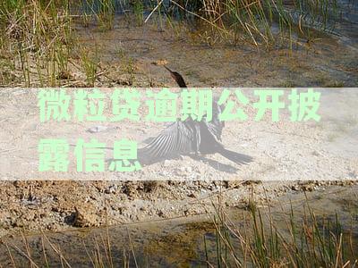 微粒贷逾期处理指南：如何沟通、协商及解决逾期问题