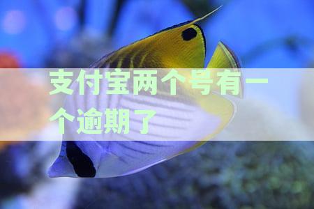 支付宝账户一逾期，另一账户网购、转账及信用影响全解析