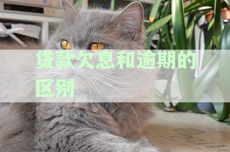 贷款欠息算逾期吗：欠息是否属于逾期及如何计算逾期情况