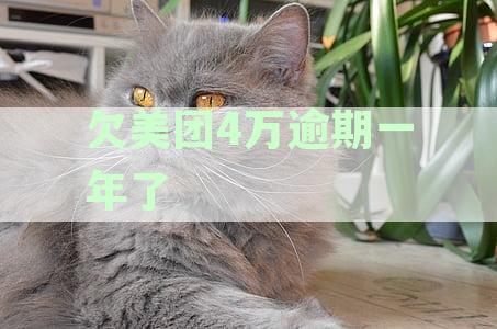 逾期借钱不还被起诉：欠美团4万逾期一年会被追究法律责任吗？