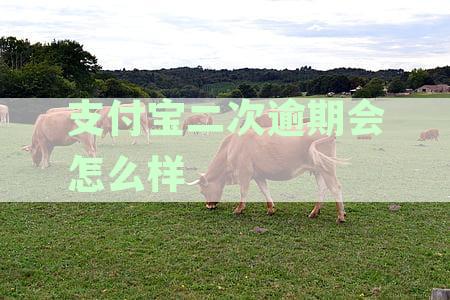 支付宝二次逾期后果详解：影响评估与解决方案指南