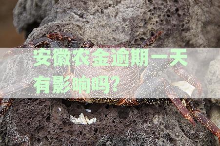 安徽农金信用贷款逾期一日还款指南：怎么办及还款步骤详解