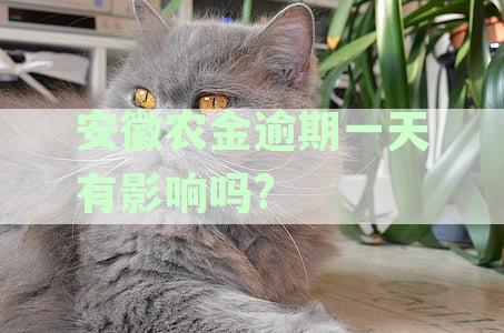 安徽农金宽限期几天：贷款逾期一天几小时如何处理及还款期政策