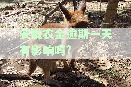 安徽农金逾期一天有影响吗?