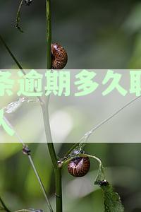 金条逾期多久联系家人