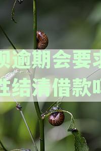 借呗逾期还款全解析：一次性还清的可能性与应对策略