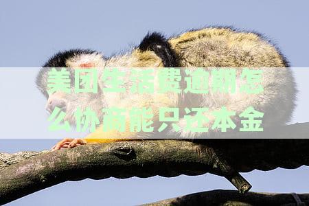 美团生活费逾期如何协商还款：金额调整、停止催收及林忆联银行卡操作指南