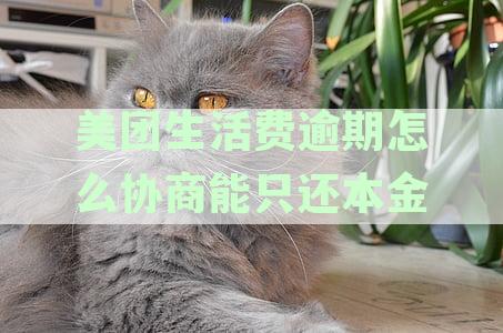 美团生活费逾期协商攻略：如何申请重新分期及解决相关问题全解析