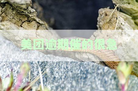 美团逾期催的很急怎么投诉：应对恶意催收及投诉电话与商家方法