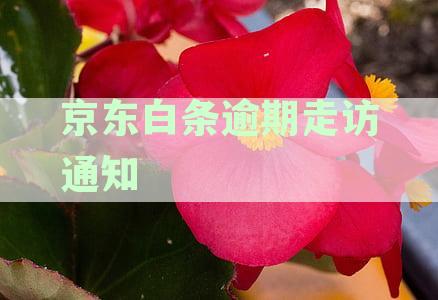 逾期走访通知在哪里看：逾期走访详解及户地走访疑问解析