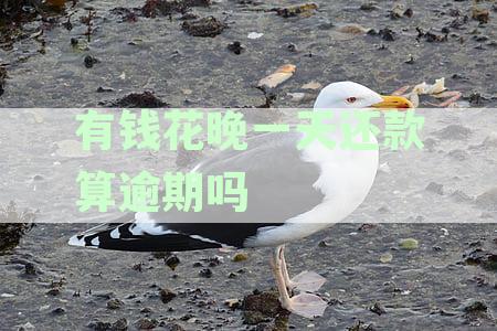 逾期还款案例：有钱花用户两天还款后的处理与影响分析