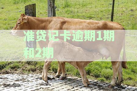 准贷记卡逾期1期和2期哪个严重及逾期计算含义解析