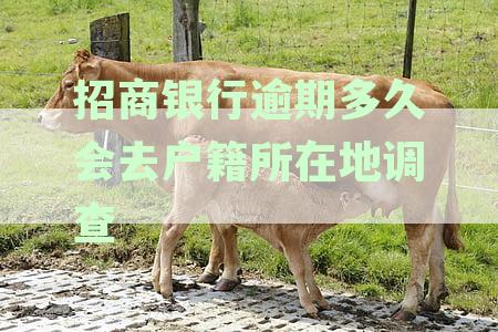 招商银行逾期会打电话吗：逾期处理及是否联系家人的详解