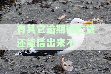 其他平台逾期借款是否会影响微粒贷借款资讯