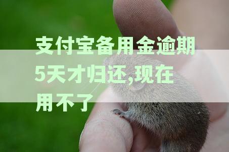 支付宝备用金逾期5天未归还，如何解决无法使用问题？》