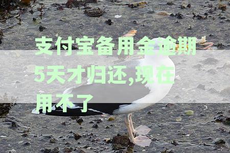 支付宝备用金逾期5天才归还,现在用不了