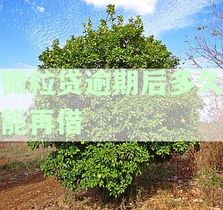 微粒贷逾期后多久才能再次借款：详细资讯揭示使用时间与再借条件