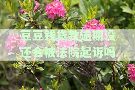 豆豆逾期还款怎么处理？会上征信吗？揭秘逾期还款后果