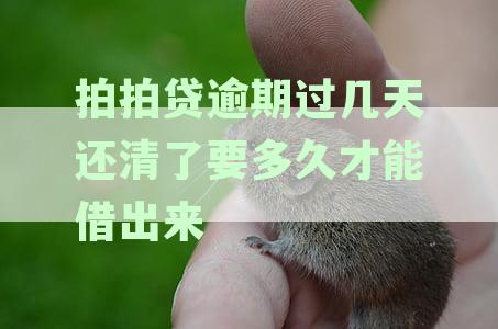 拍拍贷逾期还款后再次借款的条件与时间限制解析