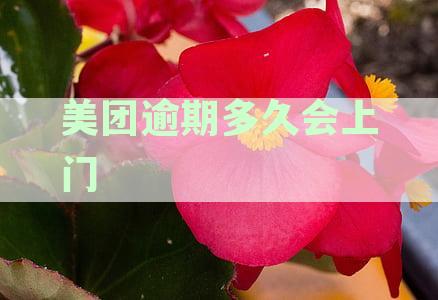 美团欠款逾期处理流程及上门催收时间解析