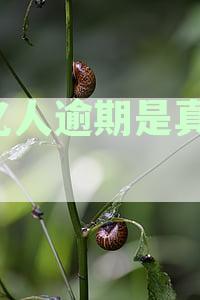 3亿人逾期是真的吗：全国真的有3亿人逾期，中国逾期现象严重国家是否介入？