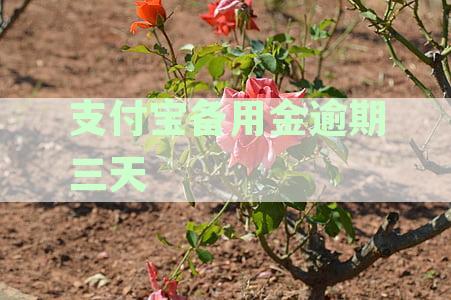 支付宝备用金逾期三天