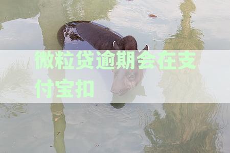 微粒贷逾期会被支付宝自动扣款吗？揭秘微信与支付宝扣款机制差异