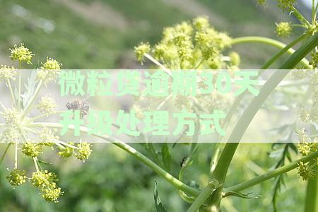 微粒贷逾期30天如何处理违约后果，违约金高达3300元，怎么合理应对？
