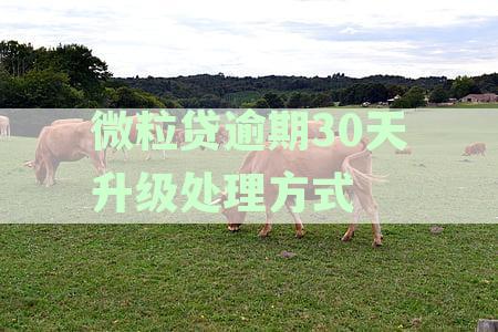 微粒贷逾期30天升级处理方式