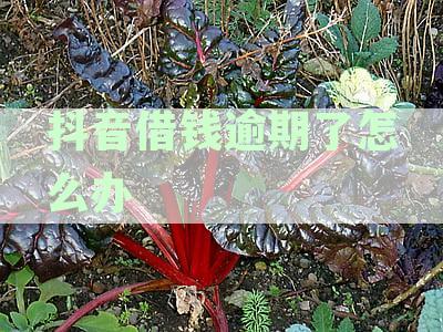3万元借款逾期近一年未还：解决逾期还款难题与法律后果解析