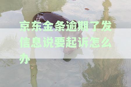 京东金条逾期了发信息说要起诉怎么办