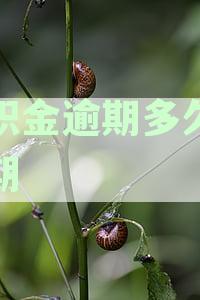 公积金逾期几天有影响-公积金逾期几天有影响吗