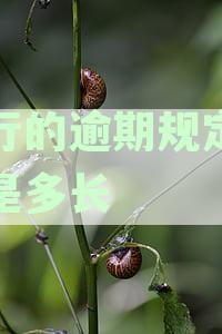 建设银行信用卡逾期还款规定时间：建行宽限期具体是几天？