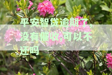 平安智贷逾期了，没有催收，可以不还吗：为何未接到催收电话？