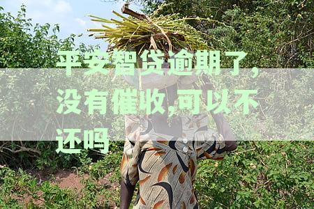 平安智贷逾期后频繁电话催收原因解析及还款处理指南