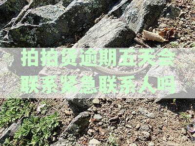 拍拍贷逾期五天会联系紧急联系人吗安全吗 上征信吗及可靠性分析