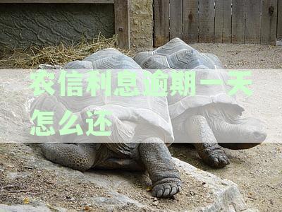 农村信用社贷款利息逾期一天如何还款：农信还款全攻略