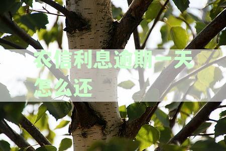 农村信用社逾期还款一天对后续贷款申请可能产生的影响及解决办法