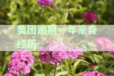美团逾期一年亲身经历怎么办：如何办理逾期一年美团亲身经历解析