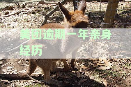 美团逾期一年亲身经历