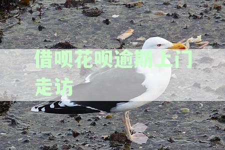 借呗花呗逾期上门走访