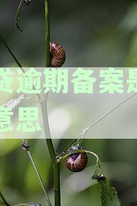 网贷逾期备案是什么意思啊：如何解决、处理及审核流程